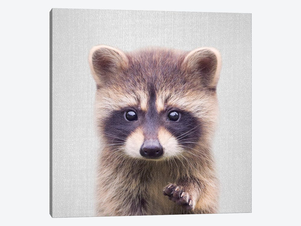 Raccoon by Gal Design 1-piece Art Print