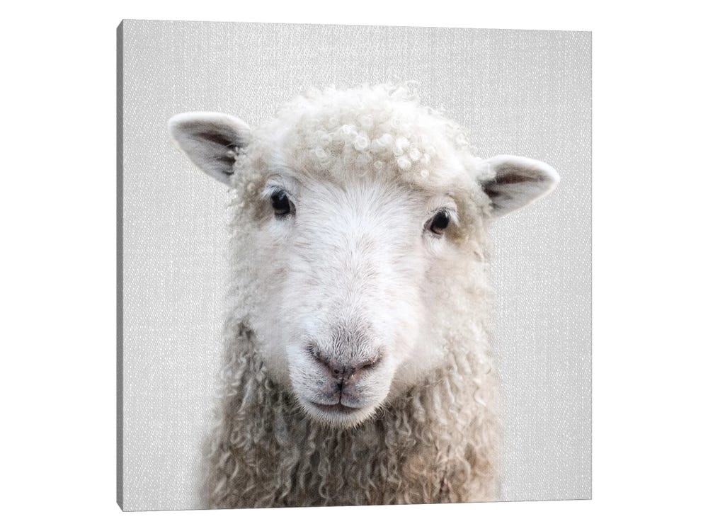Sheep Canvas Art by Gal Design | iCanvas