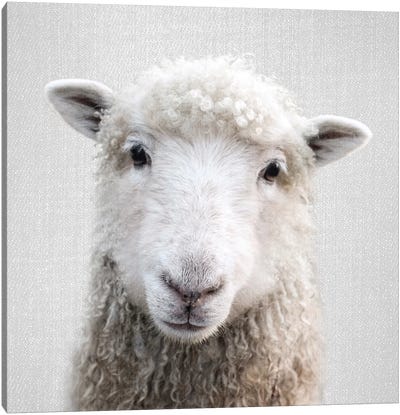Sheep Canvas Art Print - Kids Animal Art