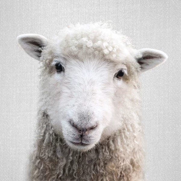 Sheep: Sheep by Gal Design