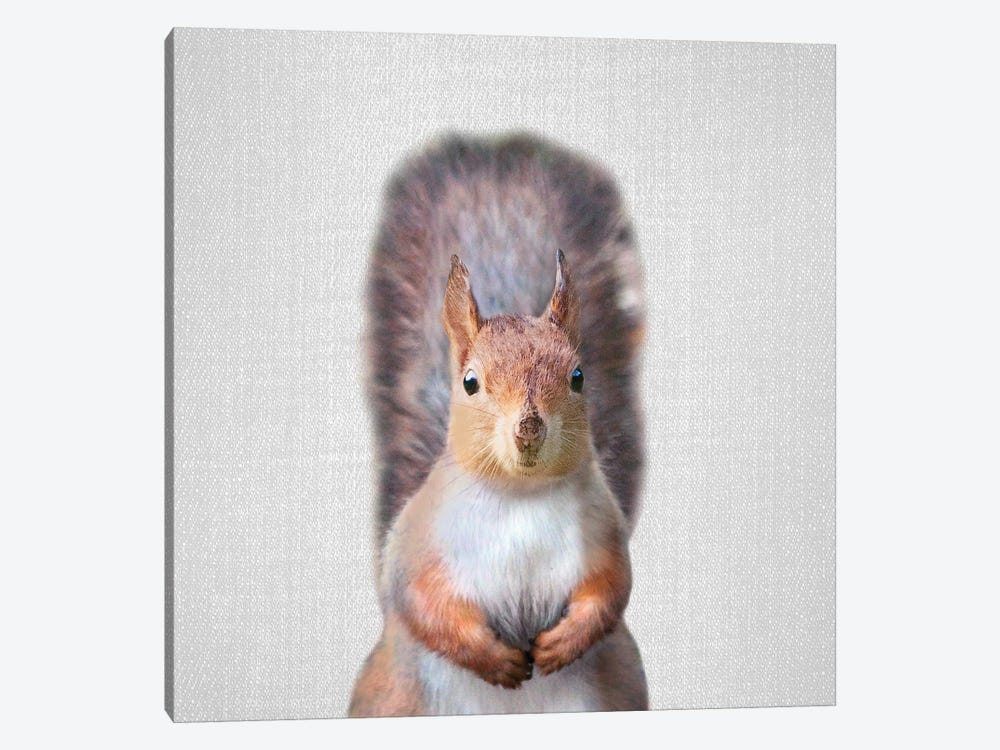 Squirrel by Gal Design 1-piece Canvas Wall Art