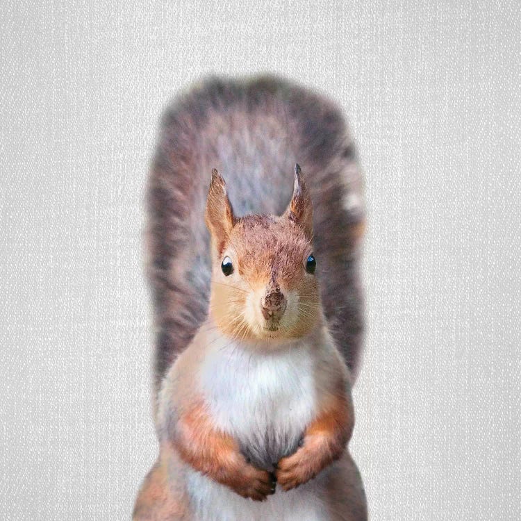 Squirrel