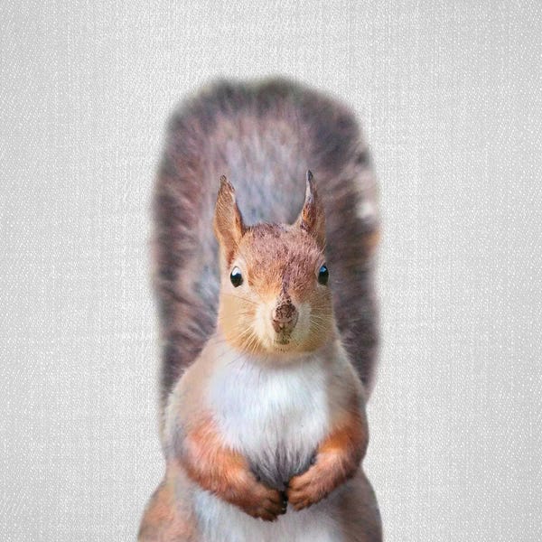 Rodents: Squirrel by Gal Design