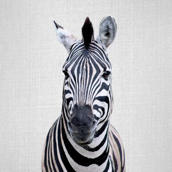 Zebras: Zebra I by Gal Design