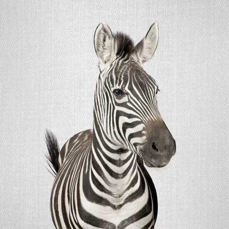 Zebra II