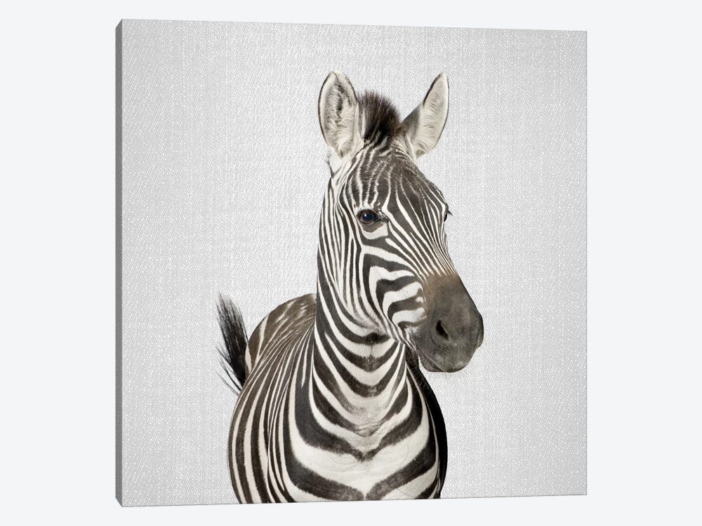 Zebra II by Gal Design 1-piece Canvas Print