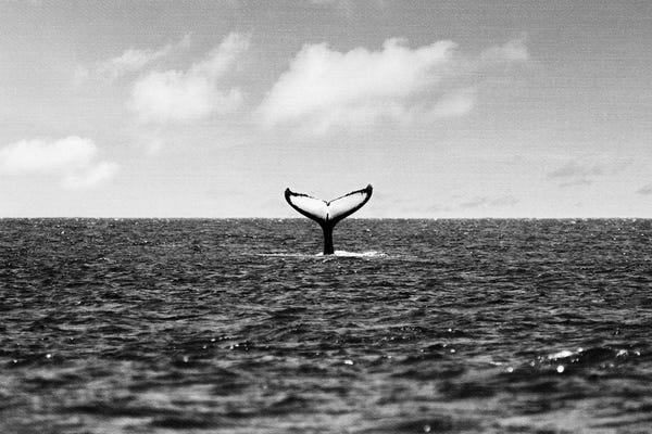 Whales: Whale Tail by Gal Design