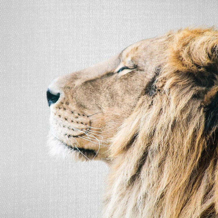 Lion Portrait