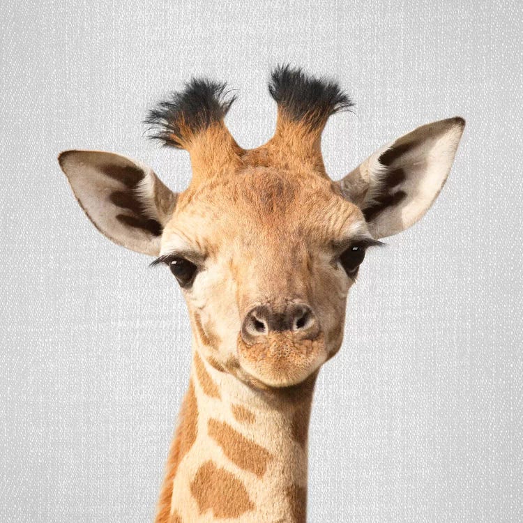 Baby Giraffe by Gal Design wall art