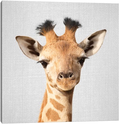 Baby Giraffe Canvas Art Print - Gal Design