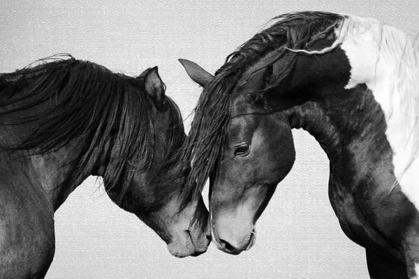 Horses In Black & White II