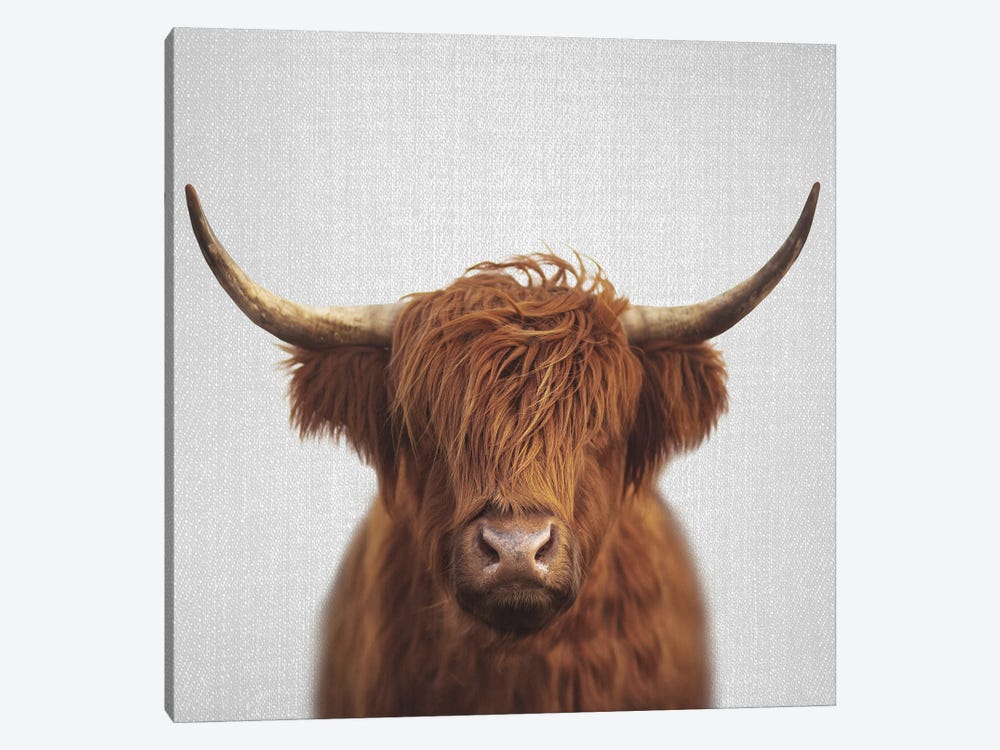 Highland Cow by Gal Design 1-piece Canvas Art Print