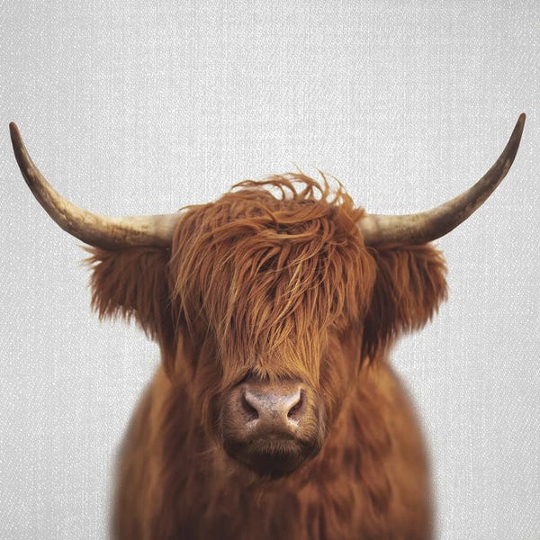 Large Photography - Canvas Prints: Highland Cow by Gal Design