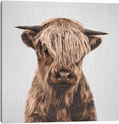 Highland Calf Canvas Art Print - Highland Cow Art