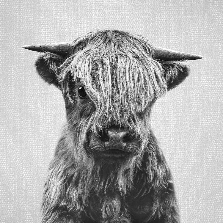 Highland Calf In Black & White