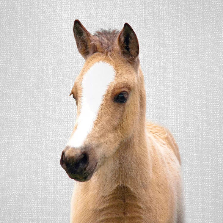 Baby Horse