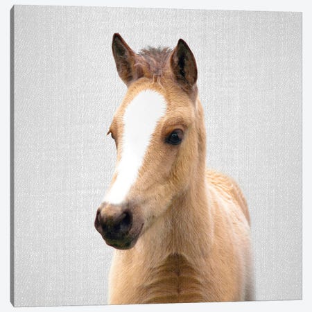 Baby Horse Canvas Print #GAD7} by Gal Design Canvas Artwork