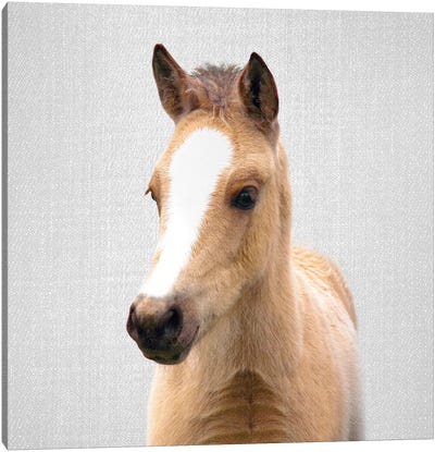 Baby Horse Canvas Art Print - Gal Design