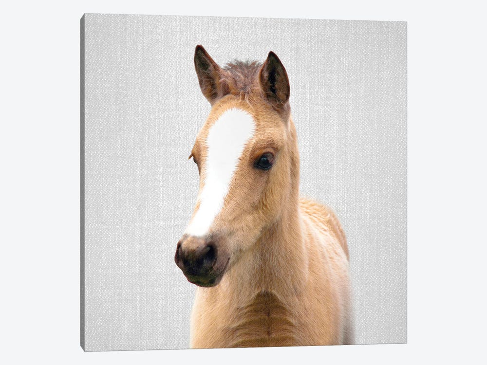 Baby Horse by Gal Design 1-piece Canvas Art Print
