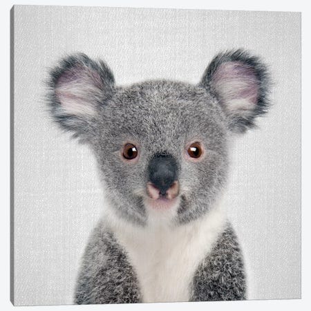 Baby Koala Canvas Print #GAD8} by Gal Design Canvas Print