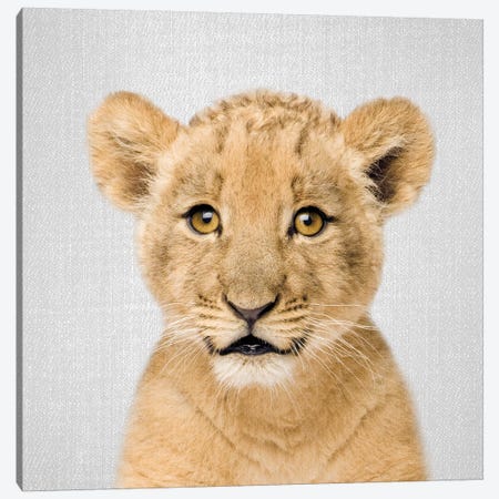Baby Lion Canvas Print #GAD9} by Gal Design Art Print