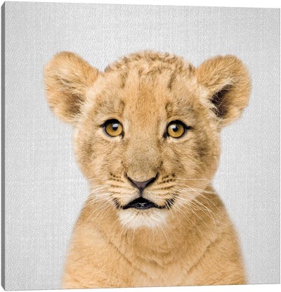 Baby Lion Canvas Art Print - Baby Animal Art