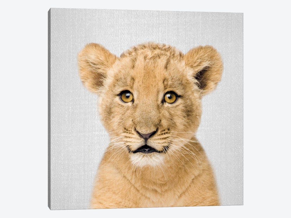 Baby Lion Canvas Art by Gal Design | iCanvas
