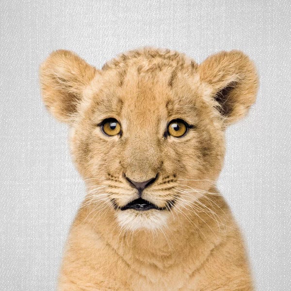 Baby Animals: Baby Lion by Gal Design