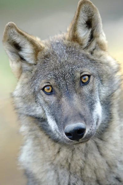 Goran Anastasovski: Wolf by Goran Anastasovski