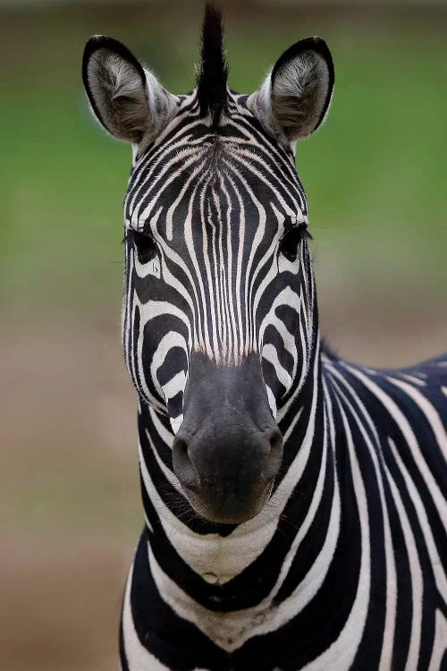 Zebra III