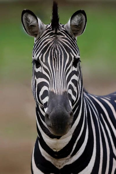 Goran Anastasovski: Zebra III by Goran Anastasovski