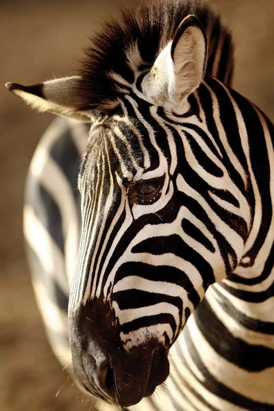 Zebras: Zebra IV by Goran Anastasovski