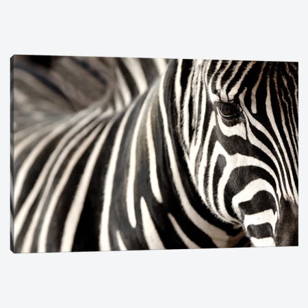 Zebra V Canvas Print #GAN104} by Goran Anastasovski Canvas Art