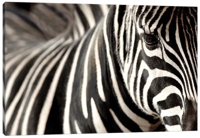 Zebra V Canvas Art Print - Goran Anastasovski