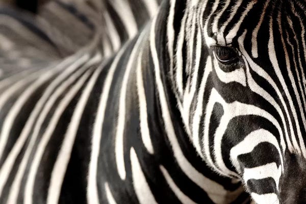 Zebras: Zebra V by Goran Anastasovski