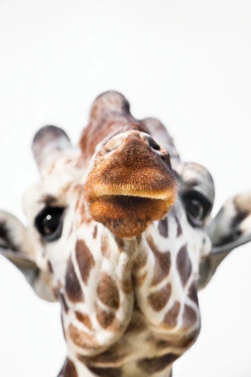 Giraffe Close