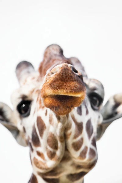 Goran Anastasovski: Giraffe Close by Goran Anastasovski