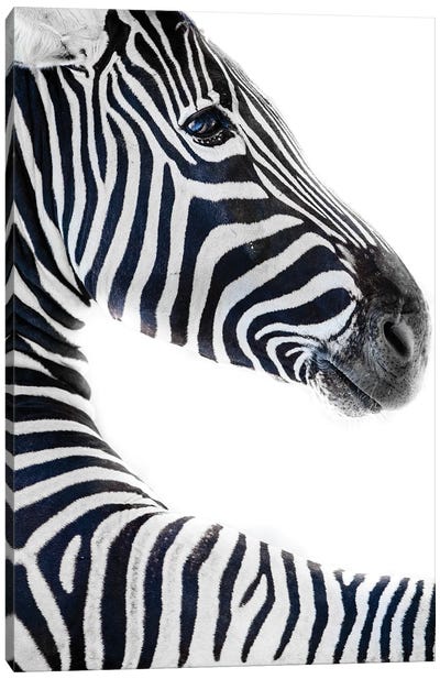 Zebra 6 Canvas Art Print - Goran Anastasovski