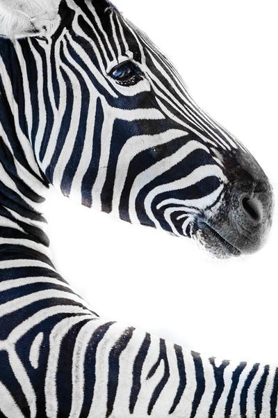 Zebras: Zebra 6 by Goran Anastasovski
