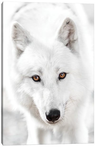 White Wolf Canvas Art Print - Wolf Art