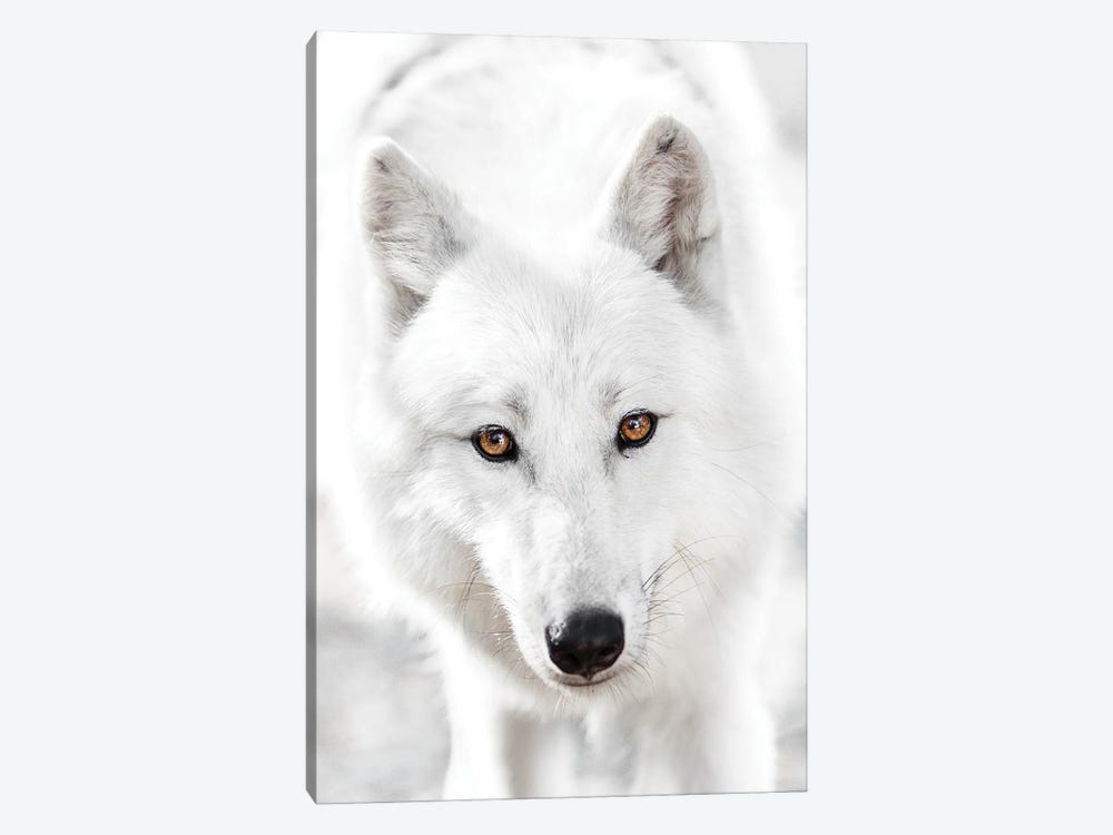White Wolf by Goran Anastasovski 1-piece Art Print