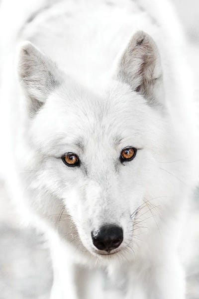 Goran Anastasovski: White Wolf by Goran Anastasovski