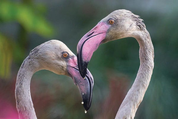 Flamingos: Love Bird by Goran Anastasovski