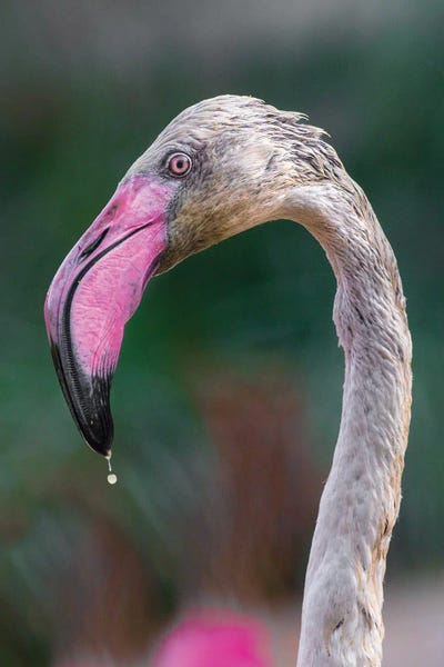 Flamingos: Bird Love by Goran Anastasovski