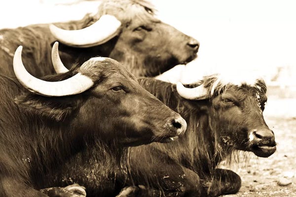 Bison & Buffaloes: Bisons I by Goran Anastasovski