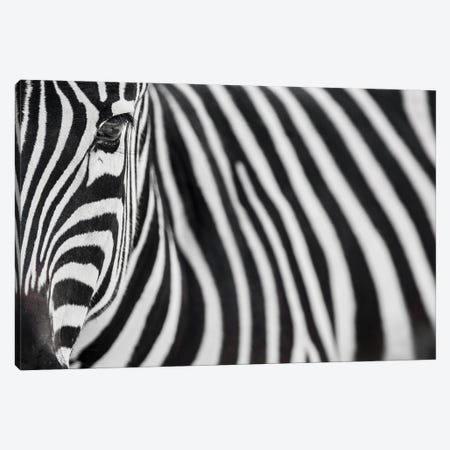 Zebra 20 Canvas Print #GAN110} by Goran Anastasovski Canvas Art