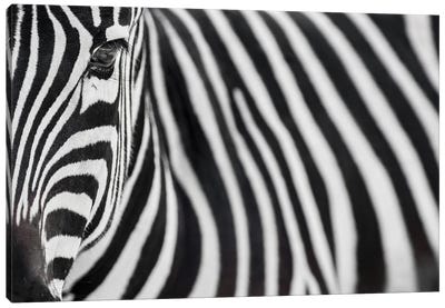 Zebra 20 Canvas Art Print - Goran Anastasovski