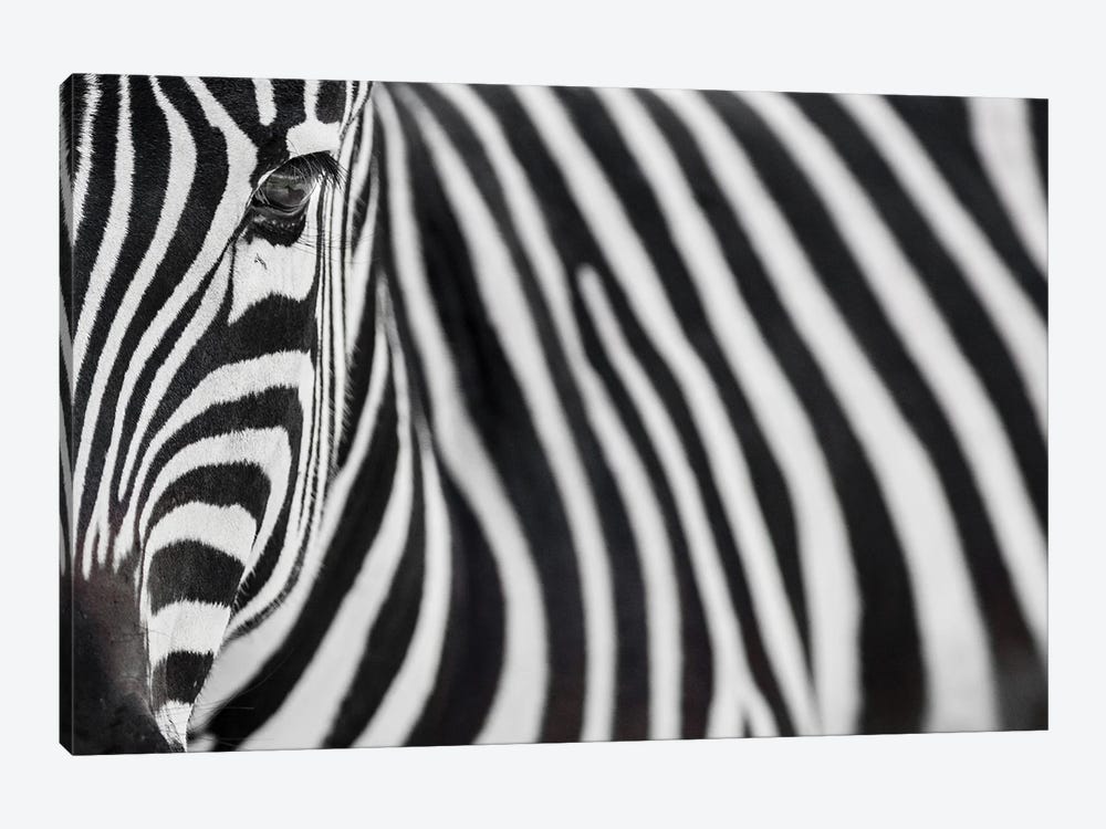 Zebra 20 by Goran Anastasovski 1-piece Canvas Art Print