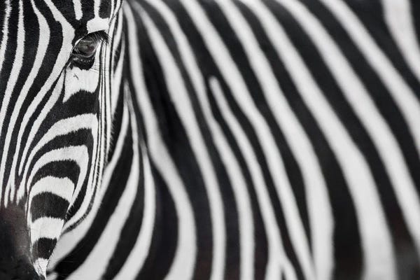 Zebras: Zebra 20 by Goran Anastasovski