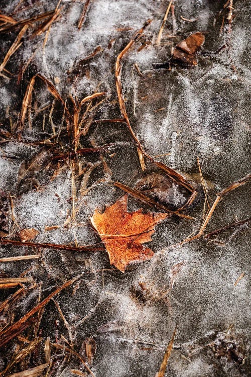 Winter by Goran Anastasovski wall art